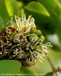 Image result for Brachystegia spiciformis