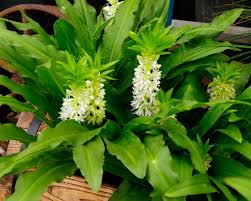Image result for Eucomis zambesiaca