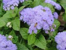 Growing Ageratum Flower How To Plant Ageratum Blue Flowers Garden Plants Flowers