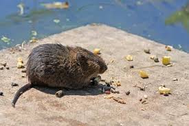 Comment Faire Du Poison Pour Rat Fait Maison Vous Avez Vu Un Rat Dans Votre Maison S Il Y En A Un Il Y En A D Autres Ces Animaux N En 2020