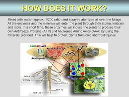 Most antifreeze contains methylalcohol, which is very toxic. Natural Plant Antifreeze Biological Ecological Aid For Horticulture Ppt Download