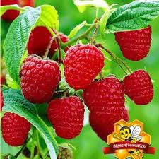 Himbeerenpflege Die 3 Haufigsten Fehler Himbeeren Pflege Himbeerpflanzen Garten Bepflanzen