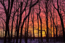 Sunrise In The Woods Beautiful Photos Of Nature Sunrise Images Sunrise