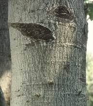 Image result for Khaya anthotheca