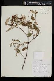 Image result for Croton dichogamus