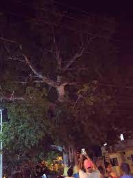 Local tree's life suddenly a nightmare, due to image of Jesus - Tampa News  Force