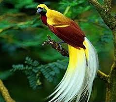 Bird With Colorful Feathers Name Birds Of Paradise Colorful Prancer Dancers Beautiful Birds Birds Of Paradise Most Beautiful Birds
