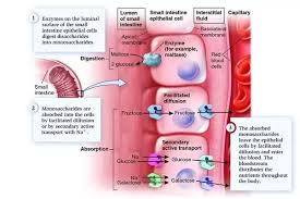 This carries blood and soluble digested food from the gut to the liver. How Does Blood Carry Digested Food Quora