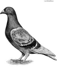 Pigeons Coloring Pages For Kids Animal Illustration Bird Art Travel Art Journal