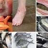 Karena menganggap lele adalah ikan bertuah yang pernah berjasa melindungi bayapati, warga dilarang makan lele. Https Encrypted Tbn0 Gstatic Com Images Q Tbn And9gcqygylygjowhghda5jcujg7if5rcabr92dcitri Ea3bvjyxqv4 Usqp Cau