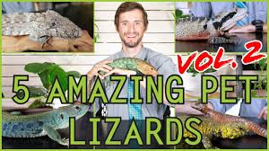Bearded dragons are a fantastic beginner reptile if you are willing to put a little extra time and money into your pet. Five More Of The Best Pet Lizards You Could Possibly Get Youtube