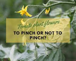 Maybe you would like to learn more about one of these? Should The First Flowers Or Buds Of A Tomato Plant Be Pinched Off Gardenologist