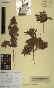 Image result for Pogonospermum ciliatum