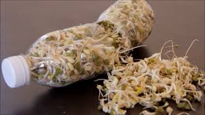 Membuat tauge itu sendiri tidak sesulit yang kita bayangkan saat ini dan memerlukan peralatan yang banyak dan ribet. Benih Taugeh Hijau