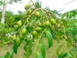 Kedondong asam boi плода сока напитка. Jus Asam Boi Kedondong Steemit