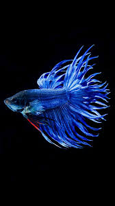 Iphone Wallpaper Hd Original خلفيات ايفون الأصلية Tecnologis Betta động Vật Ca Betta