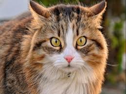 60 curiosidades sobre gatos - Só Biologia