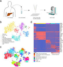 In addition, there is a notable relationship between the number of afm papers and the frequency of occurrence of the different liver sinusoidal cell. A Human Liver Cell Atlas Revealing Cell Type Heterogeneity And Adult Liver Progenitors By Single Cell Rna Sequencing Biorxiv