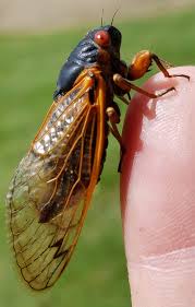 The cicadas (/sɪˈkɑːdə/ or /sɪˈkeɪdə/) are a superfamily, the cicadoidea, of insects in the order hemiptera (true bugs). Some Cicadas Can Make Sounds Nearly 120 Decibels Loud Insects