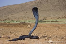 Resultado de imagen para imagenes del sahara