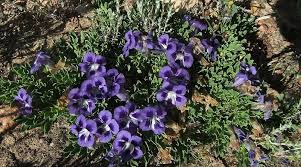 Image result for Aptosimum procumbens