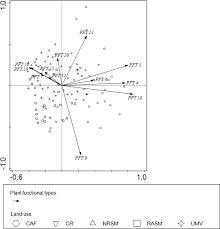 Image result for Microcharis remotiflora