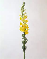 Pin On Bizarre Blooms