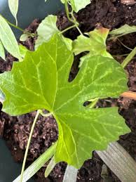 Image result for Trochomeria macrocarpa