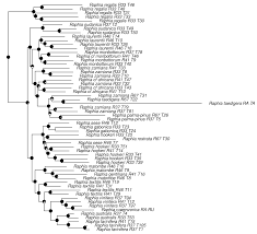 Image result for Raphia ruwenzorica