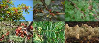 Image result for Zanthoxylum