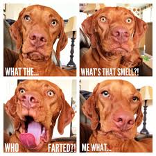 Notguilty Silentkiller Mynosedied Cute Dogs Vizsla Funny Vizsla Dogs