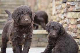 The sales person said things like well, if you're interested you have to act. Nonshedding Gentle Giants Newfiedoodles Newfypoos Poodle Mix Dogs Newfypoo Puppies Newfiedoodle Puppies