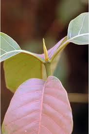 Image result for Hymenodictyon parvifolium