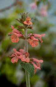 Image result for Stomatanthes