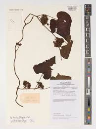 Image result for Paralepistemon shirensis