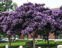 Check spelling or type a new query. Muskogee Crape Myrtle Image Crape Myrtle Myrtle Tree Purple Crape Myrtle