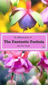 Fuchsia Hanging Basket A Gardener S Guide And Plant Profile Fuchsia Plant Plants For Hanging Baskets Plants