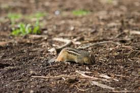 What's more, it will not harm chipmunks and will not make a. How To Get Rid Of Chipmunk Tunnels 11 Effective Methods My Backyard Life