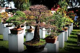 The garden is an absolute highlight and should not be missed. Einen Bonsai Garten Anlegen Japanische Gartengestaltung