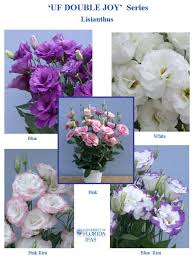 Image result for eustoma maurine
