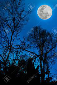 We did not find results for: Silhouettes Of Dry Tree Against Blue Sky And Beautiful Full Moon Stock Photo Picture And Royalty Free Image Image 62197944