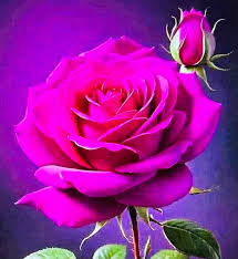 Beautiful Rose ❤️❤️❤️