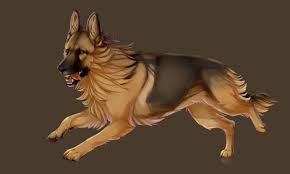 Iora By Mr Skid Warrior Cats Fan Art Canine Art Dog Drawing