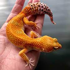 Tangerine Leopard Gecko For Sale Baby Tangerine Leopard Geckos For Sale Online