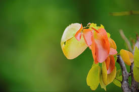 Image result for Colophospermum