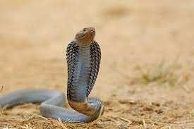 Cobra
