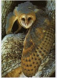 Longevity records of north american birds. Pin By Emily Williams On Animal Magnetism Barn Owl Owl Pictures Owl