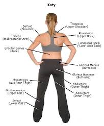My Muscles Back Body Muscles Names Muscle Names Total Body Workout