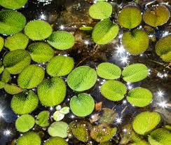 Image result for Salviniaceae