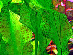 Image result for Ottelia ulvifolia